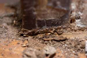 Termite Insepctions Perth And Timber Pest Inspections Termites